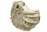 Cretaceous Fossil Ammonite (Calycoceras) - Texas #241485-2